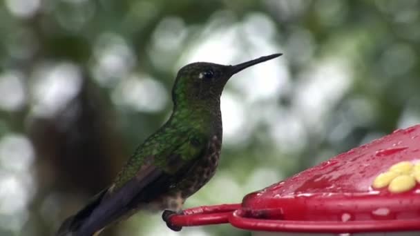 Kiwi bird on Galapagos Islands. — Stock Video