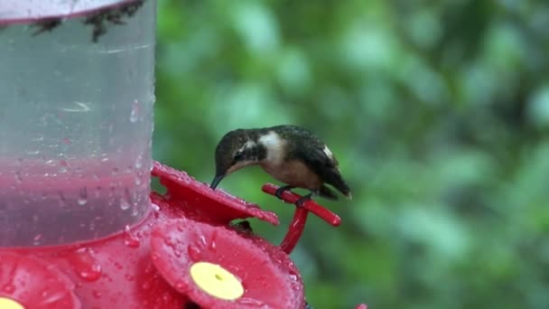 Kiwi bird with long beak drinks nectar from red feeder on Galapagos Islands. — Stock Video