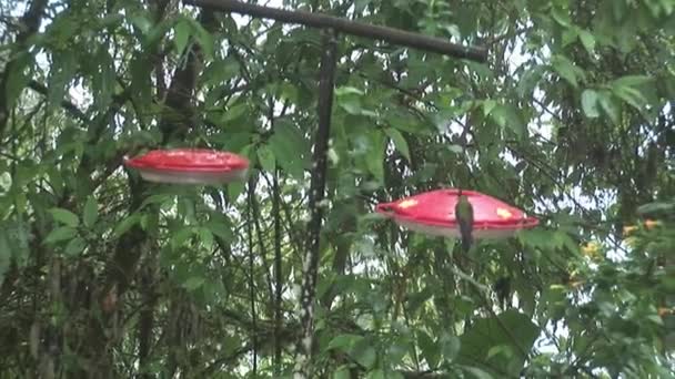 キウイ鳥は、ガラパゴス諸島の特殊な赤いフィーダーから蜜を飲む. — ストック動画