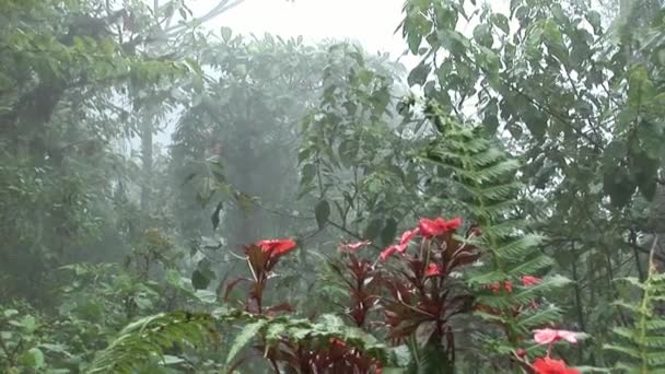 Plants of nature park forest on Galapagos Islands. — Stock Video