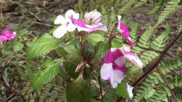 Plants of nature park forest on Galapagos Islands. — Stock Video