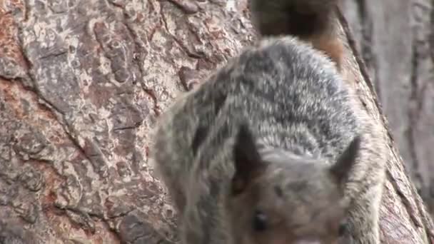 Rode eekhoorn gnaws noten close-up op de Galapagos eilanden. — Stockvideo