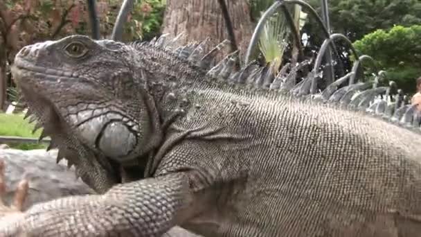 Enorme Iguana op de rotsachtige kust van Galapagos eilanden. — Stockvideo