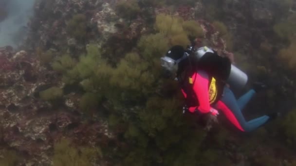 Buceadores bajo el agua en el fondo de los fondos marinos. — Vídeos de Stock