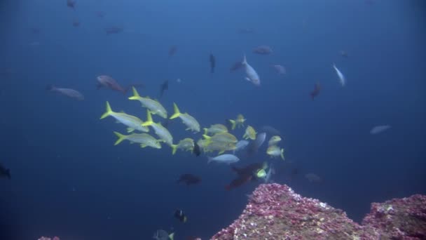 Escola de peixes subaquáticos em Galápagos . — Vídeo de Stock