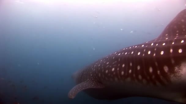 Μακροεντολή βίντεο closeup καρχαρία φάλαινα υποβρύχια στο Γκαλαπάγκος. — Αρχείο Βίντεο