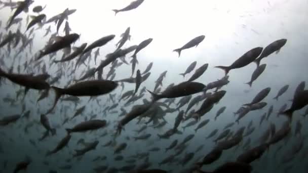 School van vissen onderwater in Galapagos. — Stockvideo