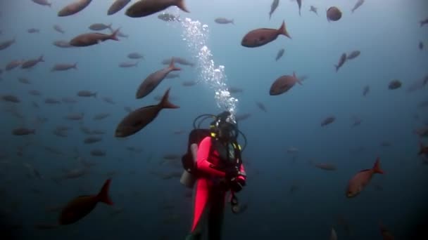 Dykare under vattnet på bakgrund av skolan fisk. — Stockvideo