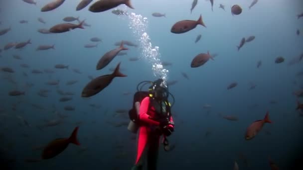 Buceadores bajo el agua en el fondo de peces de la escuela . — Vídeos de Stock