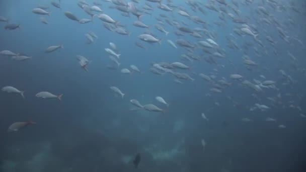 Scuba divers sualtı Galapagos okul balık arka plan üzerinde. — Stok video