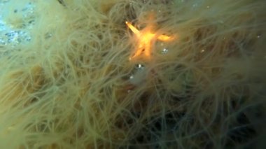 Deniz yıldızı su altında Kuzey Buz Denizi Kara deniz dibinin üzerinde parlıyor..