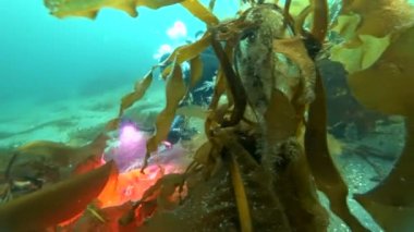 Kameramanların kamera ile sualtı deniz yosunu çekim Arktik Okyanusu içinde yapar..