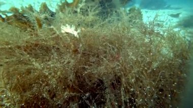 Sualtı deniz yosunu çekim içinde Kara Denizi, Kuzey Buz Denizi.