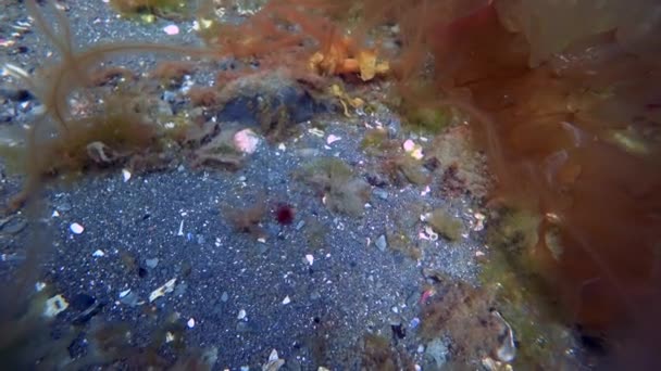 Unterwasseraufnahmen von Algen im Kara-Meer des arktischen Ozeans. — Stockvideo