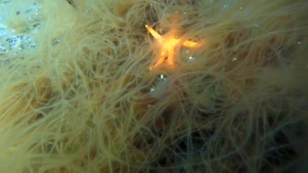 Starfish glows underwater on seabed of Kara Sea in Arctic Ocean. — Stock Video