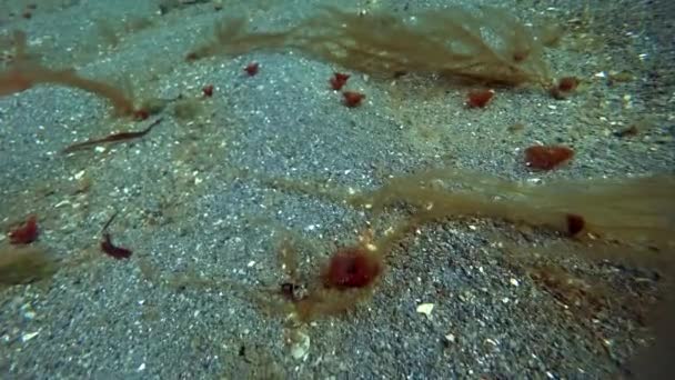 北极海洋中的海底蠕虫射击. — 图库视频影像