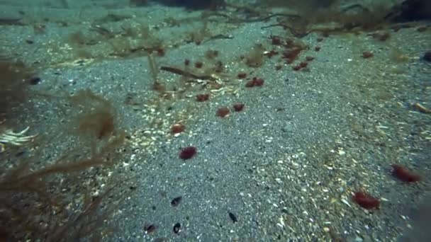 Underwater sea worms shots in Arctic Ocean. — Stock Video