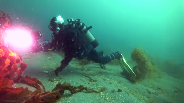 Videógrafo con cámara hace fotos de algas marinas bajo el agua en el Océano Ártico . — Vídeos de Stock