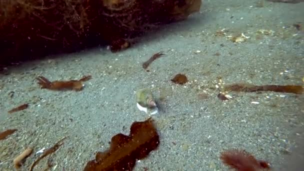 Подводные снимки в Карском море Северного Ледовитого океана . — стоковое видео