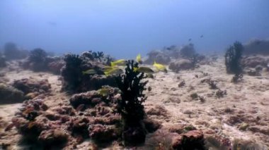 Maldivler 'de deniz yatağının arka planında çizgili sarı balık sürüsü.