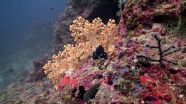 Ağaç yumuşak mercanı, yumuşak beyaz ve pembe sualtı Maldivler 'de inanılmaz deniz yatağı..