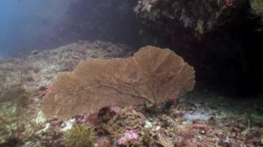 Maldivler muhteşem deniz yatağı üzerinde Gorgonaria Subergorgia hicksoni mercan sualtı.