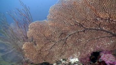 Maldivler muhteşem deniz yatağı üzerinde Gorgonaria Subergorgia hicksoni mercan sualtı.