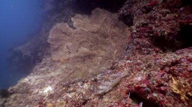 Maldivler muhteşem deniz yatağı üzerinde Gorgonaria Subergorgia hicksoni mercan sualtı.