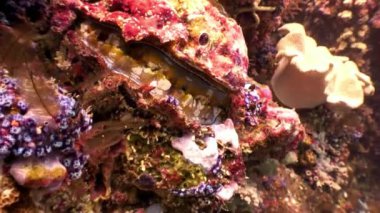 Tridacne kabuklu yumuşakçalar sualtı Maldivler deniz dibinin şaşırtıcı arka plan üzerinde.