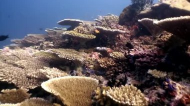 Sert mercan acropora sualtı Maldivler muhteşem deniz yatağı üzerinde.