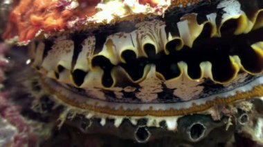 Tridacne kabuklu yumuşakçalar makro vdeo closeup sualtı Maldivler deniz yatağı üzerinde.