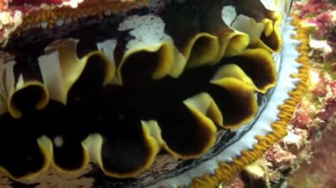 Tridacne kabuklu yumuşakçalar makro vdeo closeup sualtı Maldivler deniz yatağı üzerinde.