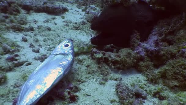 Black Moray Eel makan makanan ikan di bawah air di dasar laut di Maladewa . — Stok Video