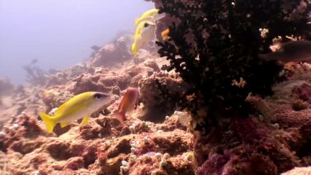 Ecole de poissons jaunes rayés sous l'eau sur fond de fonds marins aux Maldives.