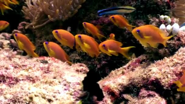 Escola de peixe subaquático relaxar fundo em Maldivas . — Vídeo de Stock