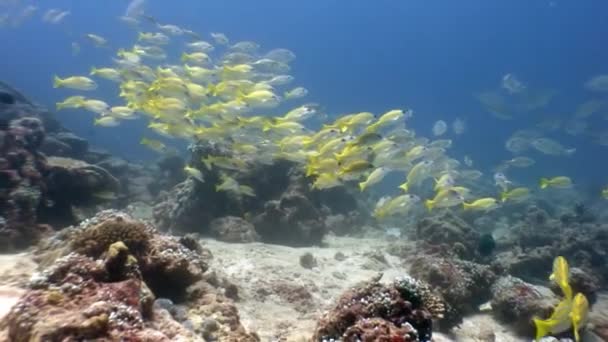 Szkoła pasiastych żółtych ryb podwodnych na dnie morza na Malediwach. — Wideo stockowe