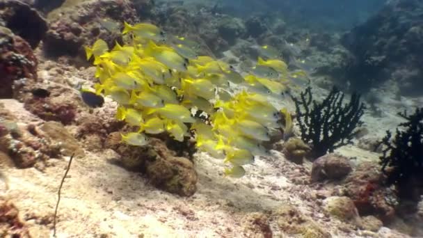 Scuola di pesci gialli a strisce sott'acqua sullo sfondo dei fondali delle Maldive. — Video Stock