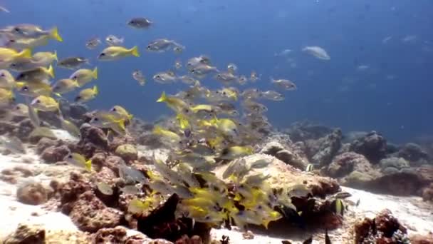 Fiskstim under vattnet på bakgrund av havsbotten i Maldiverna. — Stockvideo