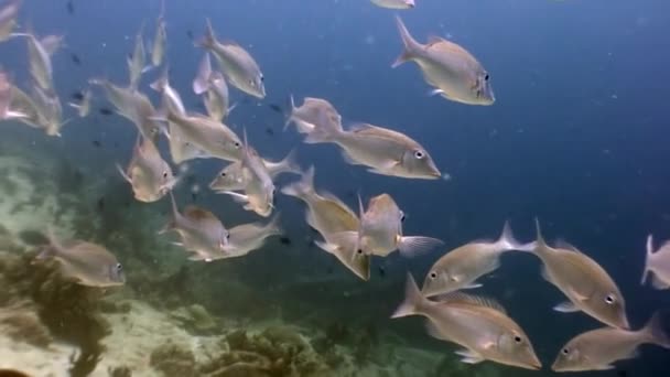 Fischschwärme unter Wasser vor dem Hintergrund des Meeresbodens der Malediven. — Stockvideo