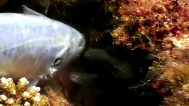 Черный угорь Морей ловит добычу кормовой рыбы под водой на морском дне на Мальдивах . — стоковое видео