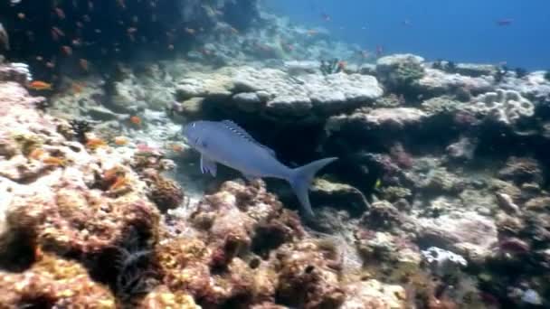 Ecole de poissons sous-marins aquarium naturel de la mer et de l'océan aux Maldives. — Video