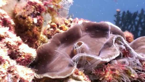 Tridacne moluscos bivalves subaquáticos no fundo incrível fundo do mar em Maldivas . — Vídeo de Stock