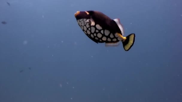 Triggerfish preto com unicórnio barriga manchada peixe subaquático em Maldivas . — Vídeo de Stock
