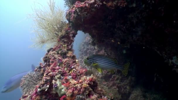 Peixe amarelo listrado subaquático no fundo do fundo do mar nas Maldivas . — Vídeo de Stock