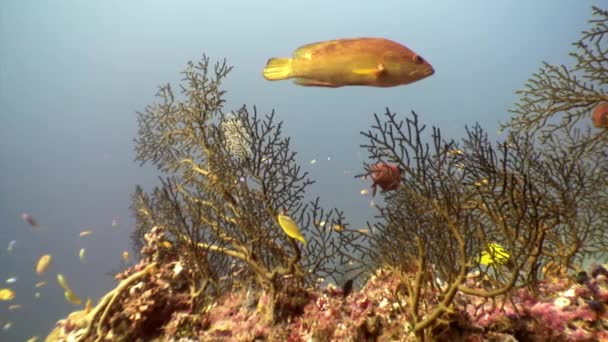 School vissen onderwater ontspannen achtergrond in Maldiven. — Stockvideo