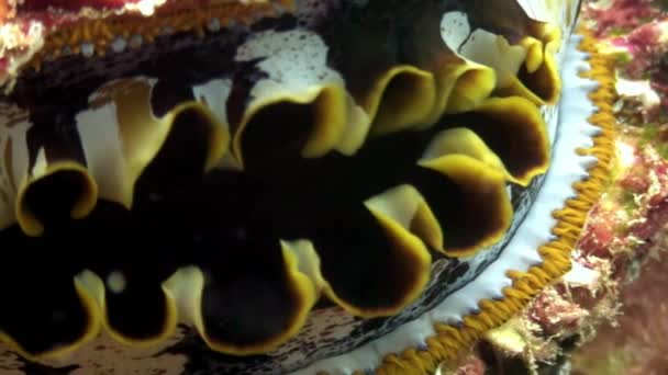 Tridacne molluschi bivalvi macro vdeo primo piano sott'acqua sui fondali marini delle Maldive . — Video Stock