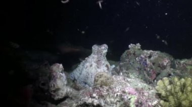 Su altında gıda Maldivler deniz yatağı üzerinde arama maskeli ahtapot poulpe.