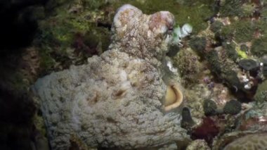Su altında gıda Maldivler deniz yatağı üzerinde arama maskeli ahtapot poulpe.