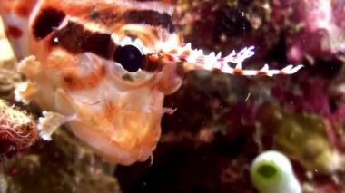 İskorpit lionfish kırmızı sualtı deniz dibinin Maldivler arka plan üzerinde.