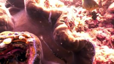 Tridacne kabuklu yumuşakçalar sualtı Maldivler deniz dibinin şaşırtıcı arka plan üzerinde.